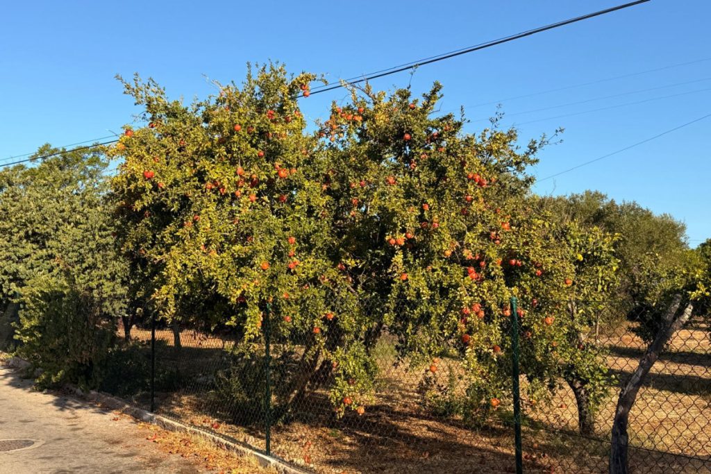 Pomegranates in the Algarve